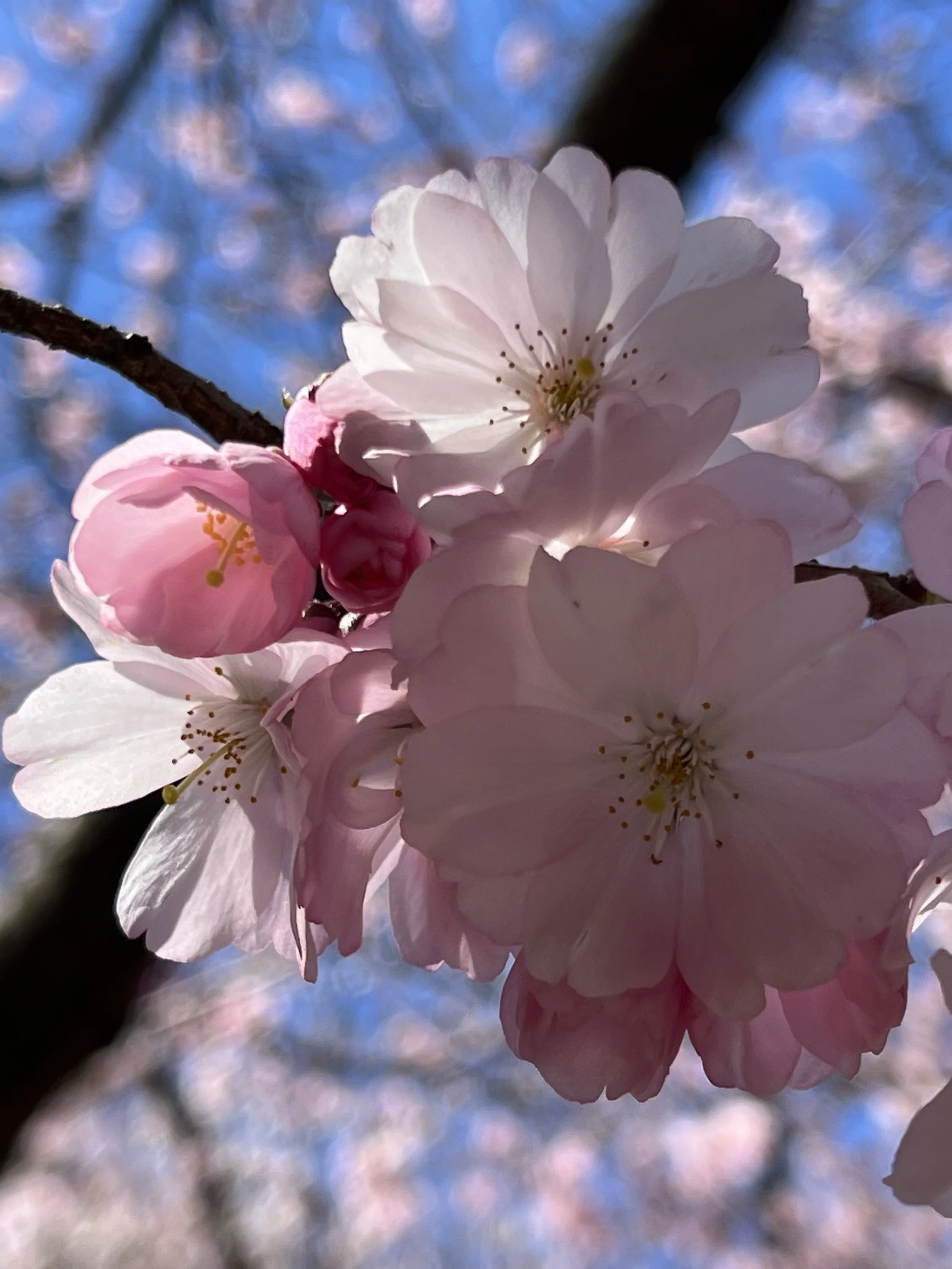 a song for spring — Upper Westside Melodies